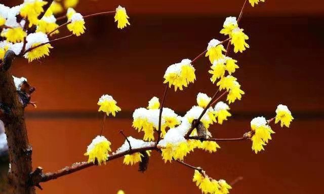 华春莹