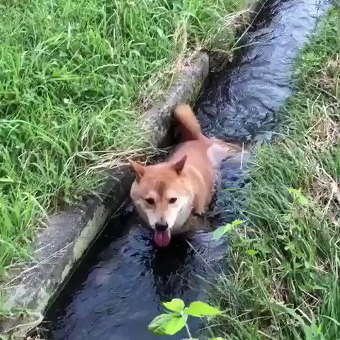 もふもふ動画