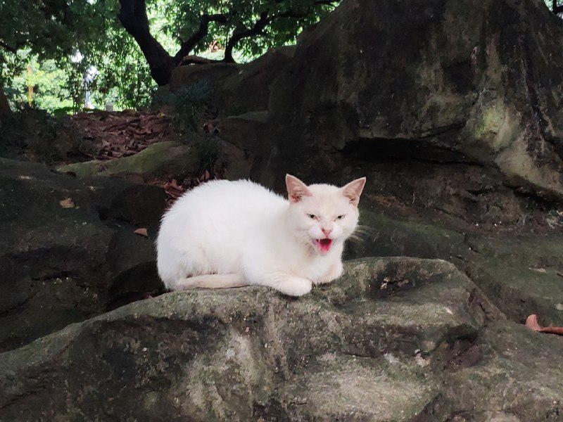 发现好东西了哈哈哈哈🐱以后中午要多买一份小鱼干了